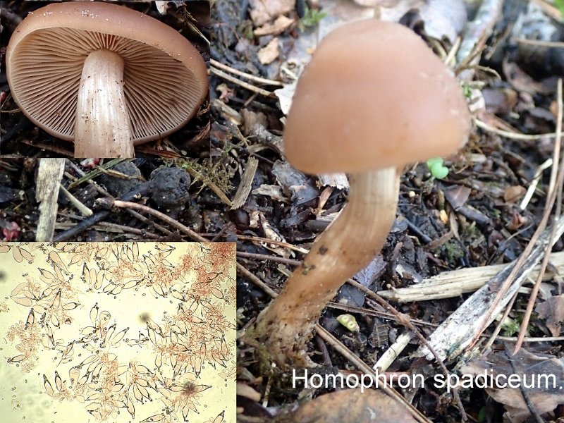 Homophron spadiceum-amf1590.jpg - Homophron spadiceum ; Syn1: Psathyrella spadicea ; Syn2: Psilocybe spadicea ; Nom français: Psathyrelle couleur de datte